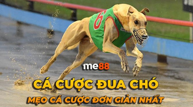 Hướng dẫn cài đặt Pq88 2026: 5 bước cho Android | 3 bước cho iOS - Pq88