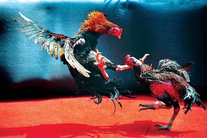 Một thư viện khổng lồ các trò chơi cấp độ Gg88 - Gg88