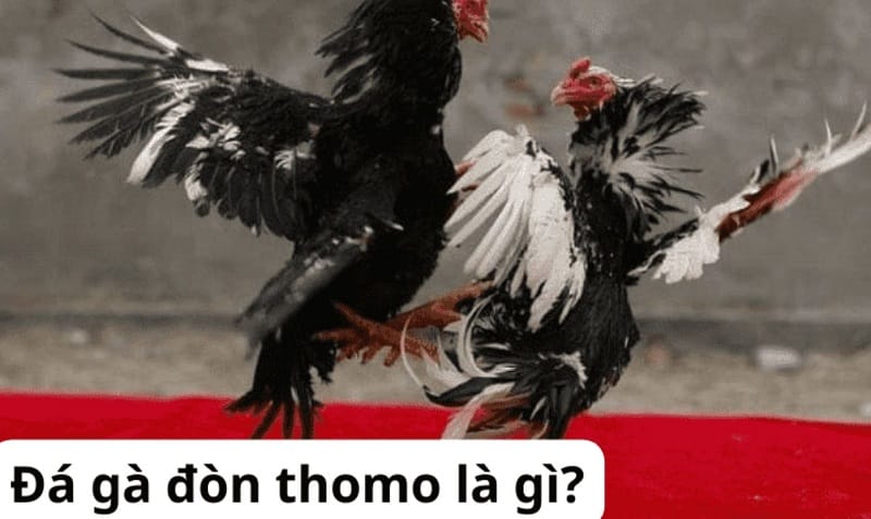 N88: Một giao diện khoa học và hấp dẫn - N88