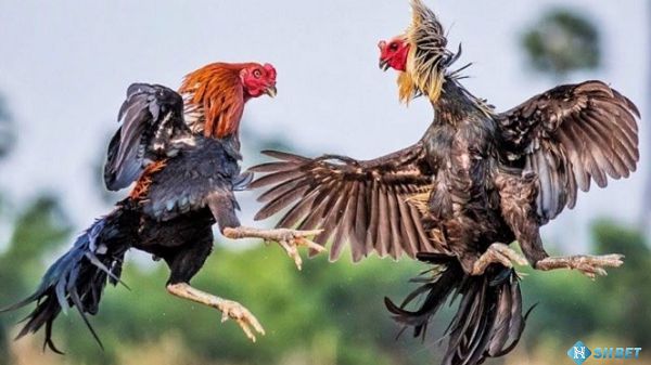 6Sports là một thành công thực sự; nó đã mang lại những lợi ích thiết thực - 6Sports
