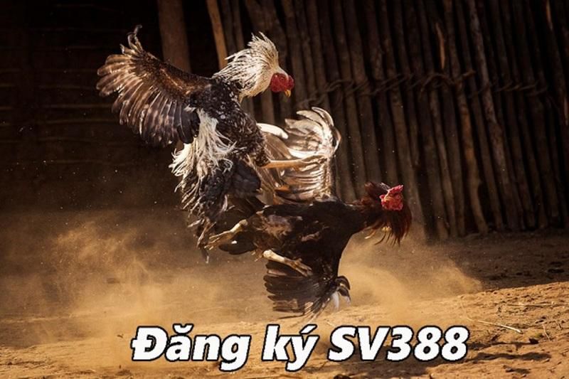 Bình luận chuyên gia B88 - B88