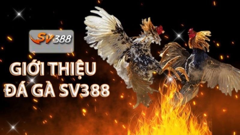 Làm thế nào để đăng nhập vào Good88, đăng ký và tham gia các cuộc thi đá gà trực tiếp trên SVV388? - Good88
